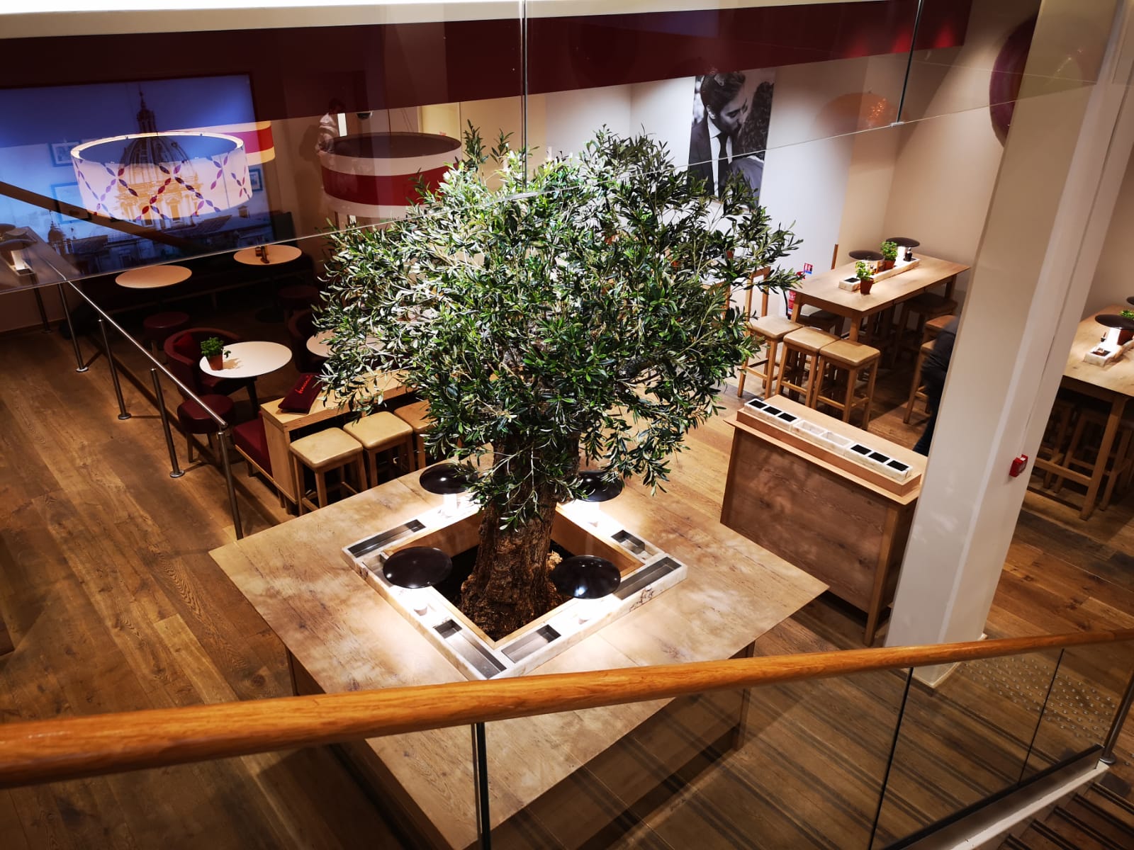 Oliviers & arbres d'exception 1