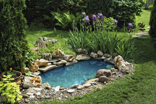 Piscine biologique & bassin naturel 1