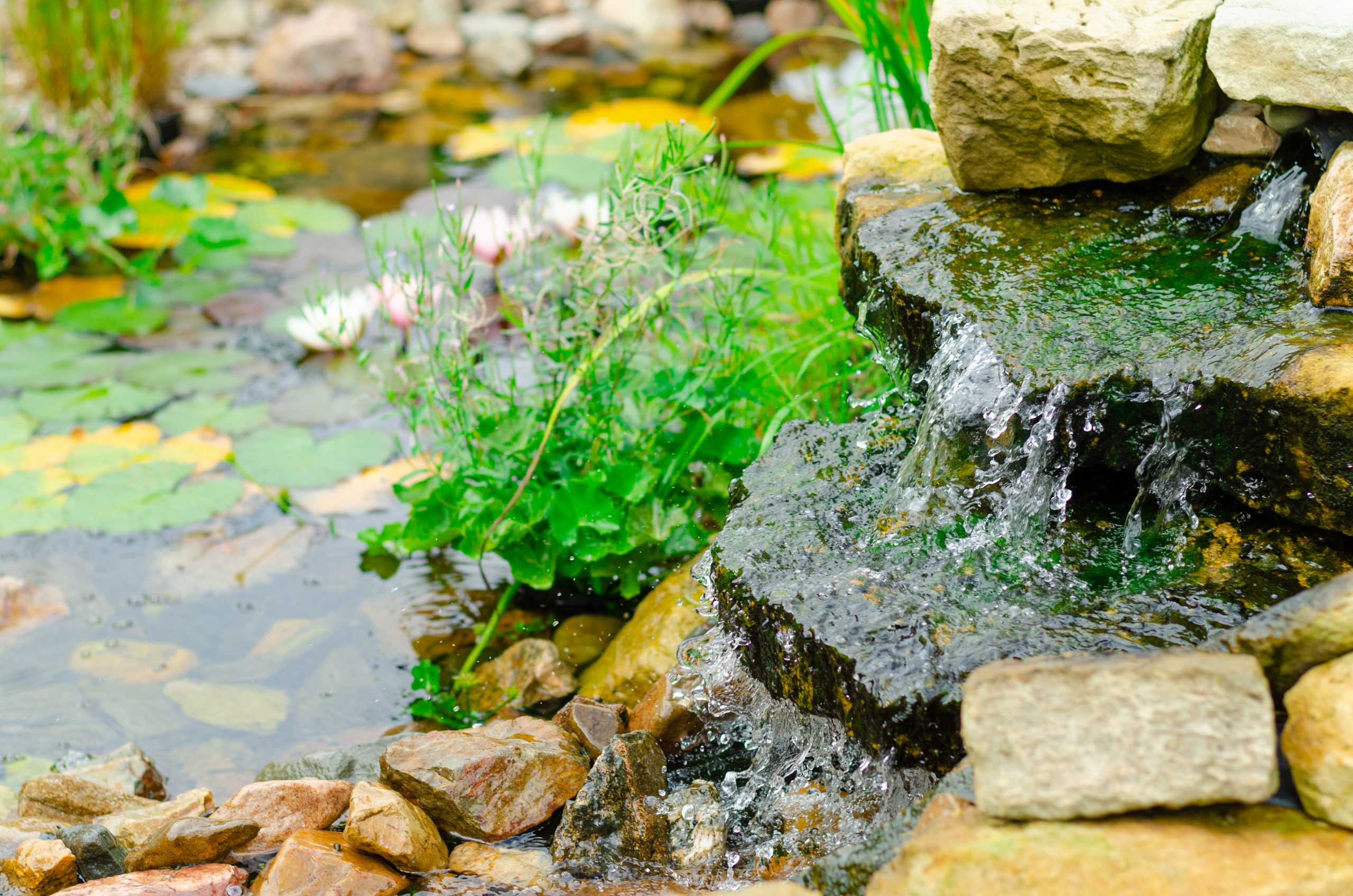 Piscine biologique & bassin naturel 2