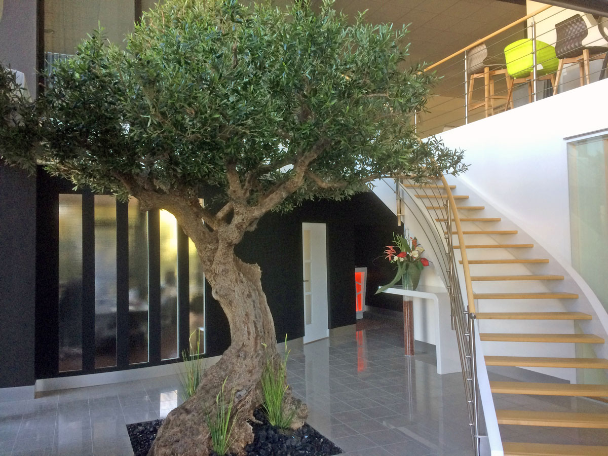 Oliviers & arbres d'exception